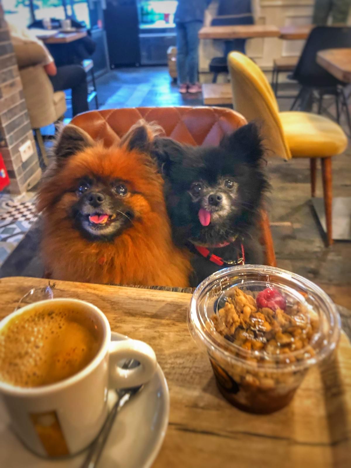 Small Pomeranian dogs in a cafe Small Pomeranian dogs in a cafe