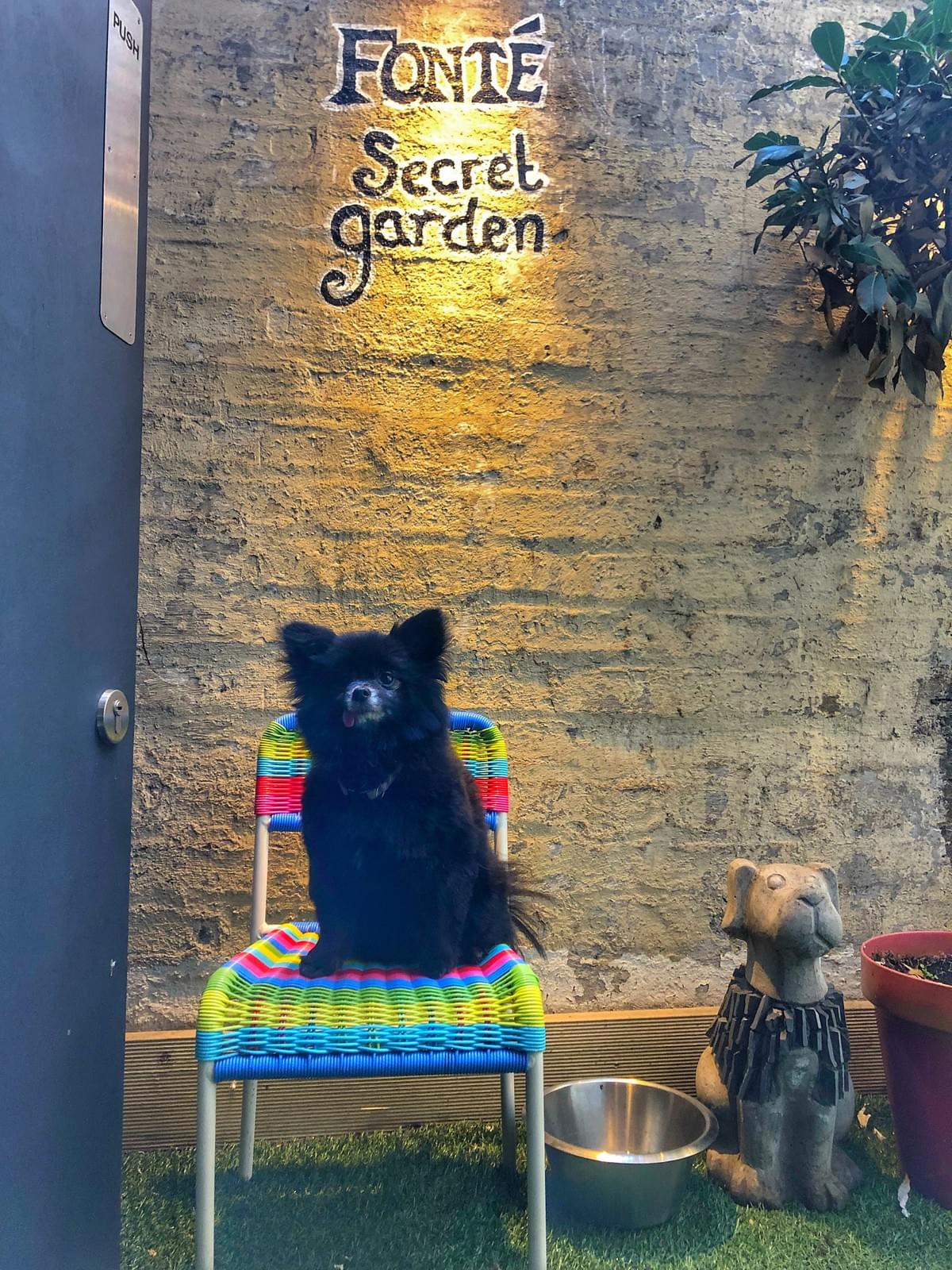 Follow more doggy adventures Follow more doggy adventures