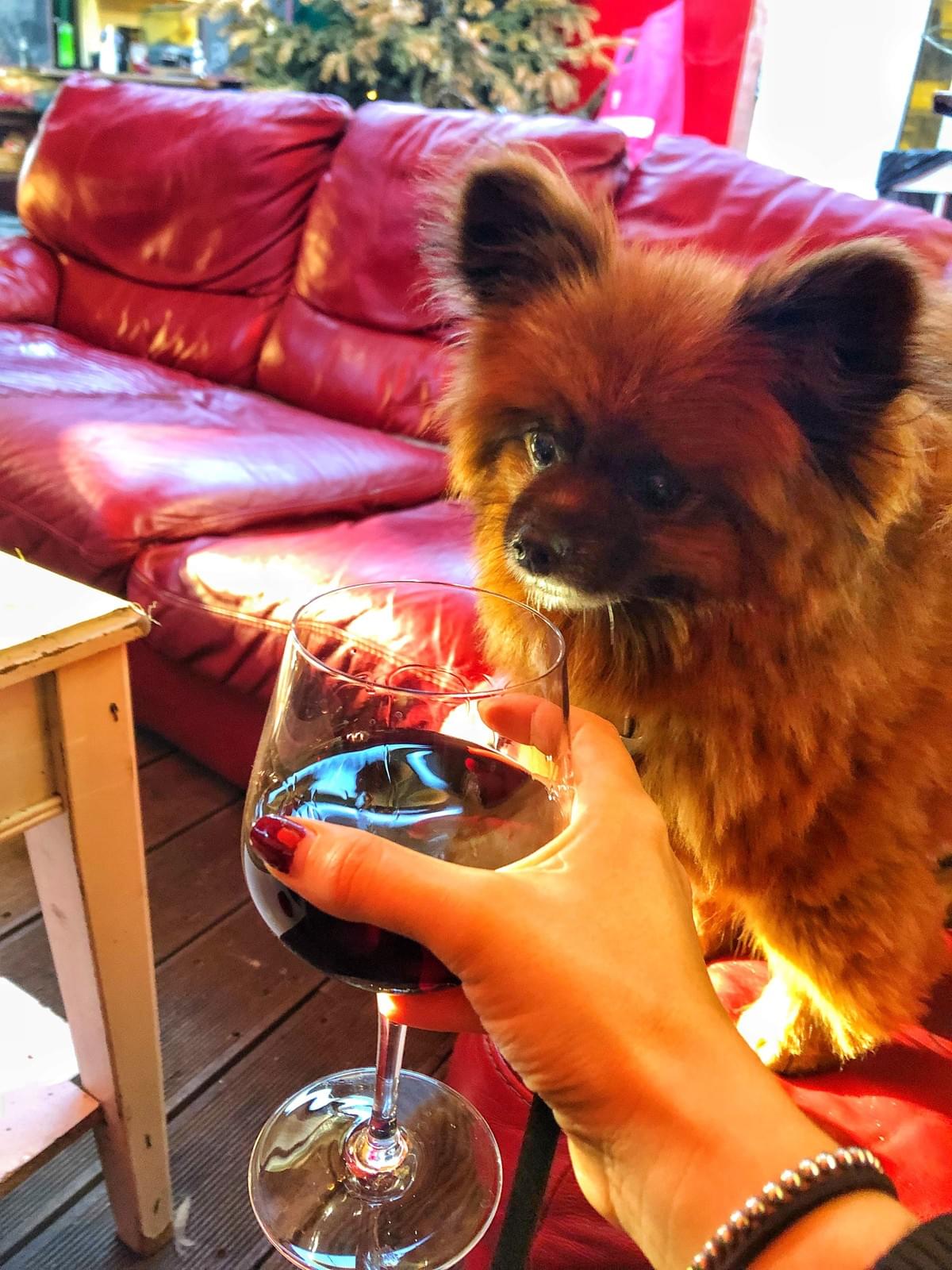 Small dog, dog friendly Dublin Small dog, dog friendly Dublin