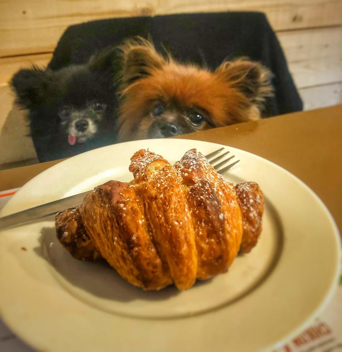 Dog Friendly On Instagram Dog Friendly On Instagram