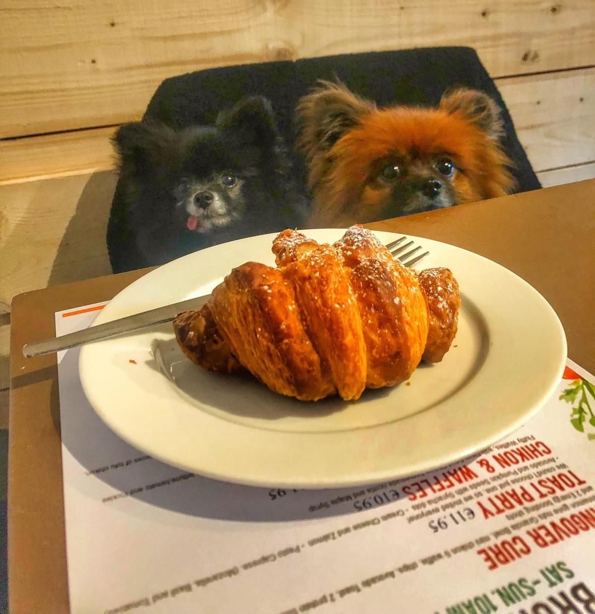 Dog Friendly Ireland Dog Friendly Ireland