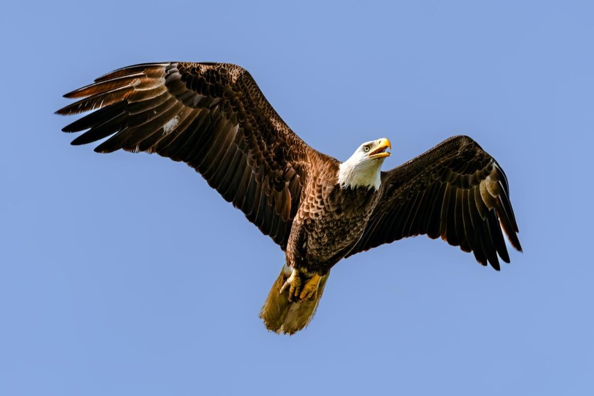 Felipe Correa Art Felipe Correa Art