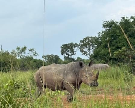 Tracking for white rhinos Tracking for white rhinos