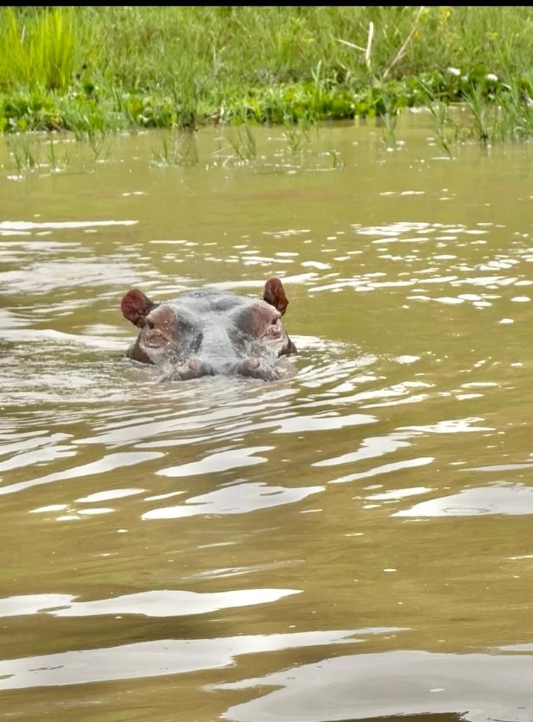Hippos in the Nile Hippos in the Nile