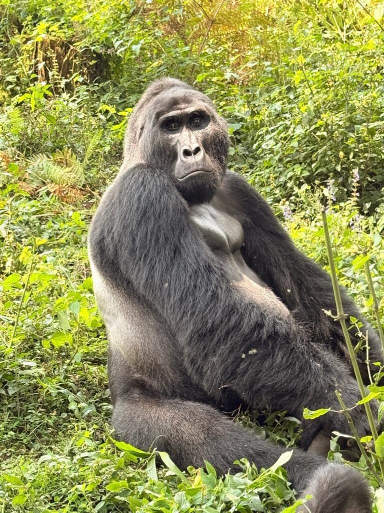 Gorillas in Uganda Gorillas in Uganda