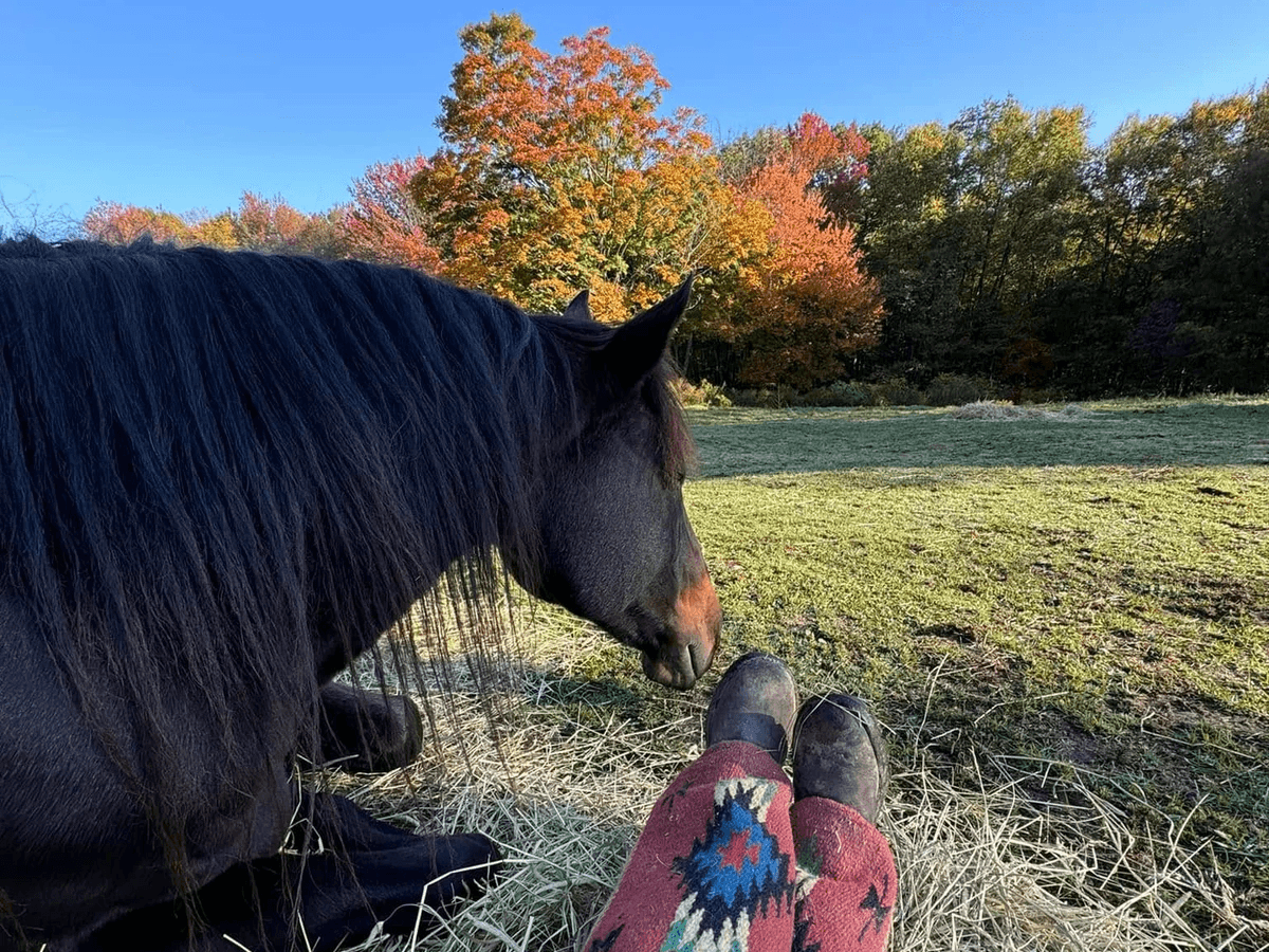 Horseback cattle work, sorting and cutting Horseback cattle work, sorting and cutting