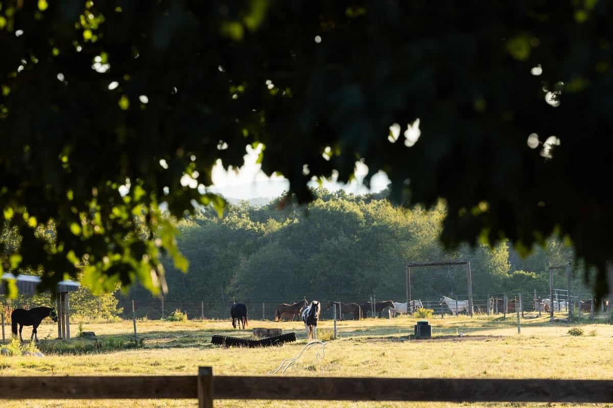 Horses on pasture group turnout Horses on pasture group turnout