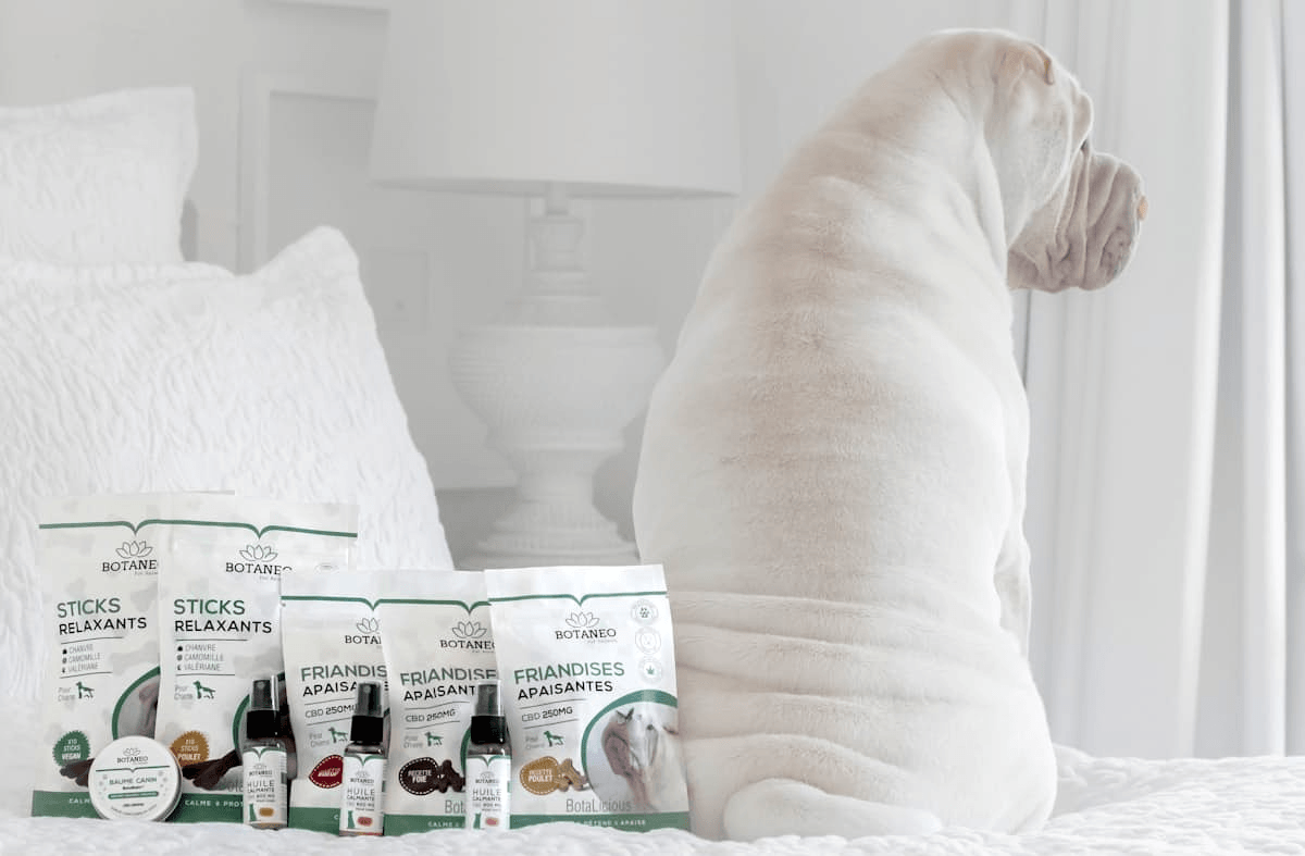 Petstagram Pro: Den ultimata guiden för att lyckas på Instagram med ditt djurverksamhet Petstagram Pro: Den ultimata guiden för att lyckas på Instagram med ditt djurverksamhet