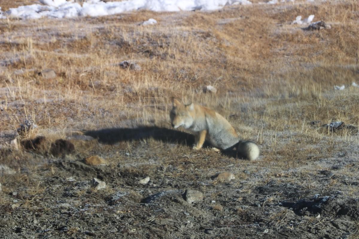 一般的な観光地だけではなく、知られざる寺院やお祭見学の手配もお任せください。チベットの民族、雄大な景観を存分にお楽しみいただけるよう行程を作成します。 一般的な観光地だけではなく、知られざる寺院やお祭見学の手配もお任せください。チベットの民族、雄大な景観を存分にお楽しみいただけるよう行程を作成します。