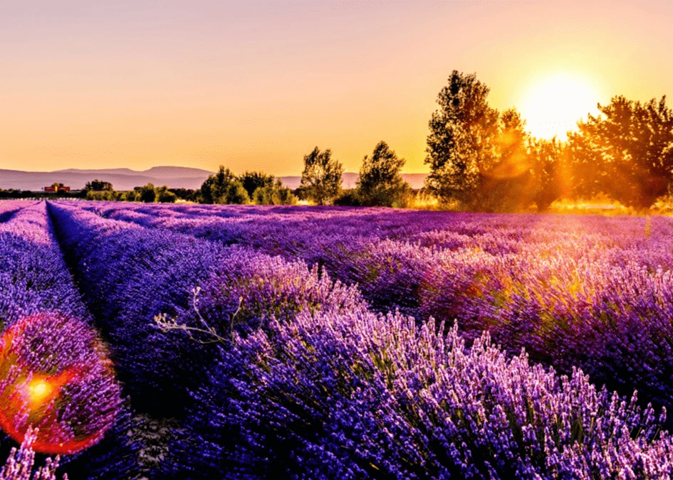 薰衣草精油 x 日初而皂手工皂:自然之愛的完美結合,我們將手工皂與薰衣草精油結合,為您呈現一場自然之愛的視覺盛宴。專注於天然、精緻的製作工藝,我們致力於為您提供最愜意、最純淨的沐浴體驗。讓「日初而皂」成為您生活中的美好習慣,與薰衣草一同創造屬於您的芬芳時光! 薰衣草精油 x 日初而皂手工皂:自然之愛的完美結合,我們將手工皂與薰衣草精油結合,為您呈現一場自然之愛的視覺盛宴。專注於天然、精緻的製作工藝,我們致力於為您提供最愜意、最純淨的沐浴體驗。讓「日初而皂」成為您生活中的美好習慣,與薰衣草一同創造屬於您的芬芳時光!