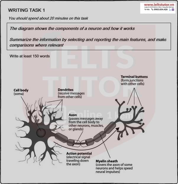 The diagram shows the components of a neuron and how it works The diagram shows the components of a neuron and how it works