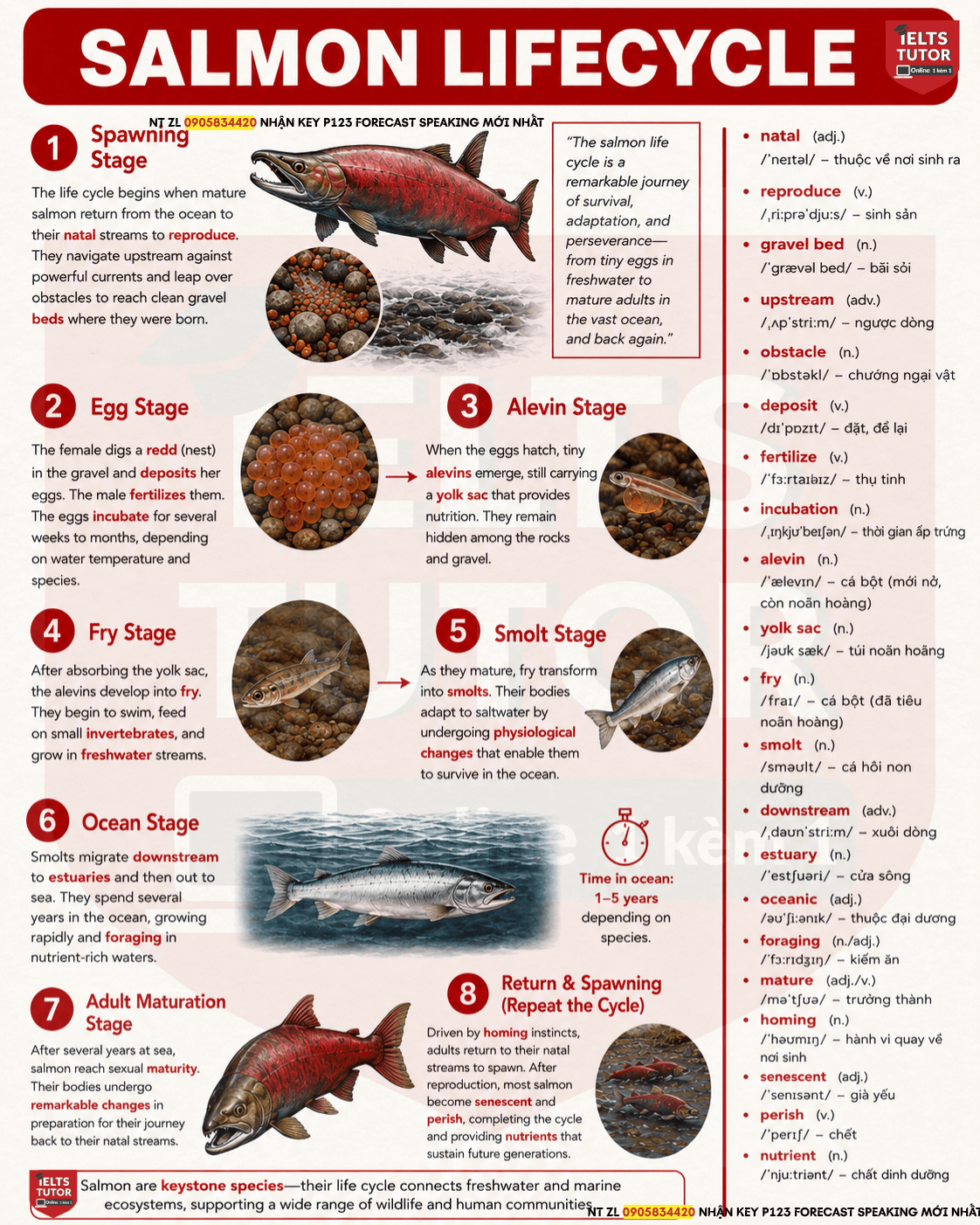 Giải đề"The diagram below shows the life cycle of a salmon, from eggs to adult fish" IELTS WRITING TASK 1 Giải đề"The diagram below shows the life cycle of a salmon, from eggs to adult fish" IELTS WRITING TASK 1