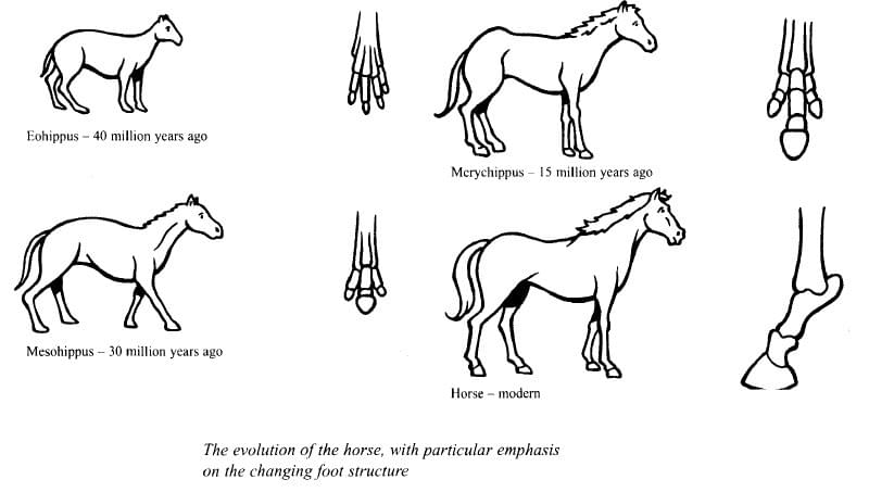 Phân tích & sửa bài essay dạng process về "the development of the horse over a period of 40 million years" IELTS WRITING TASK 1 Phân tích & sửa bài essay dạng process về "the development of the horse over a period of 40 million years" IELTS WRITING TASK 1