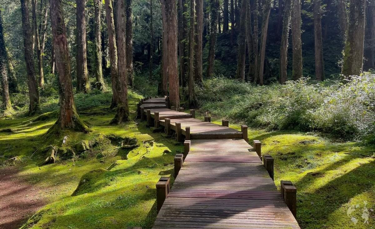 漫遊嘉義阿里山 Alishan