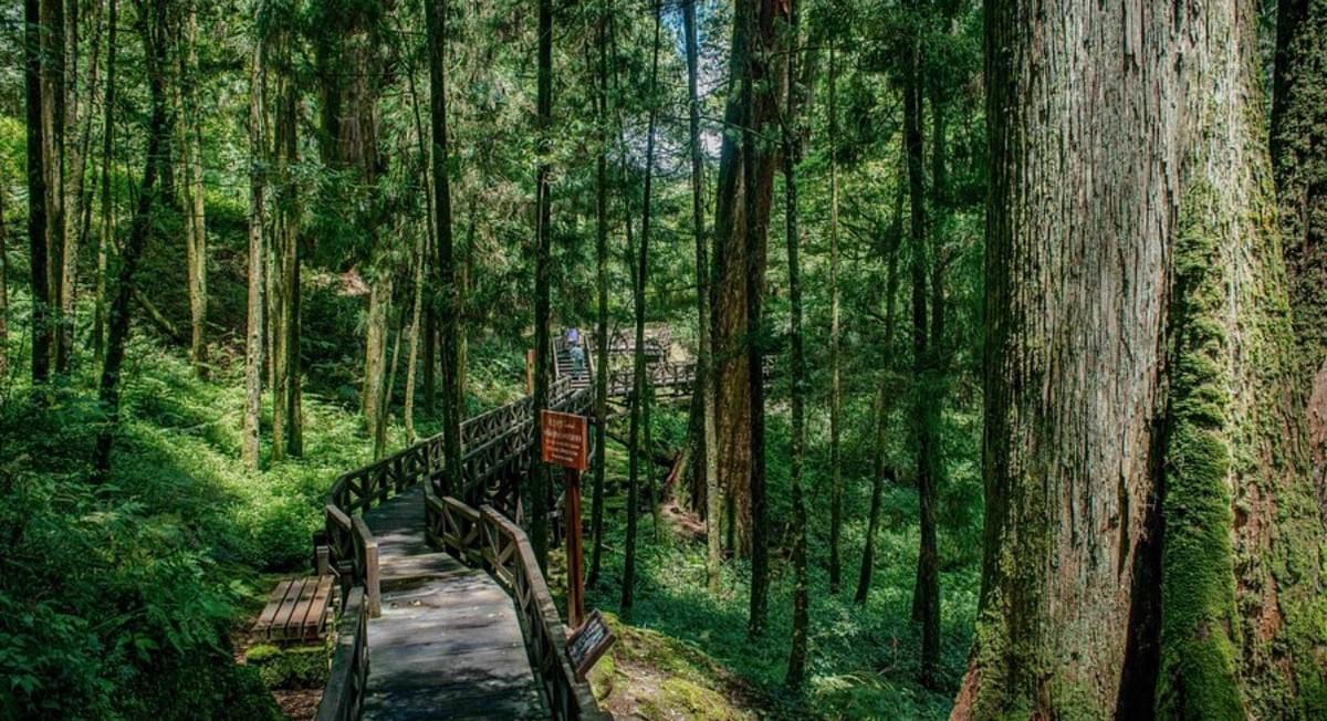 漫遊嘉義阿里山 Alishan