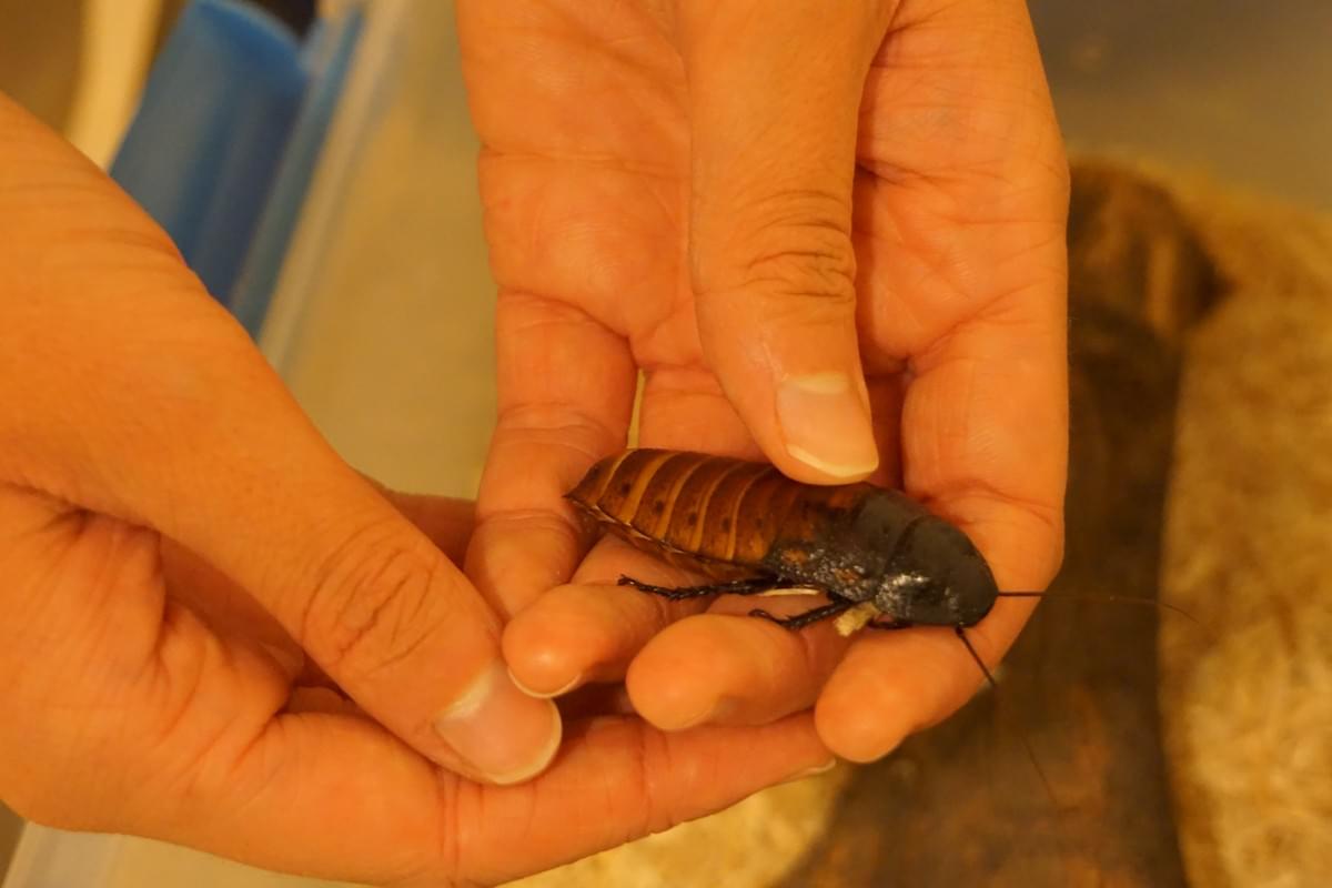 My daughter with Madagascar hissing cockroach at the Reid Park Zoo. She said this one was pretty calm, but they can be "feisty" and hiss at you. My daughter with Madagascar hissing cockroach at the Reid Park Zoo. She said this one was pretty calm, but they can be "feisty" and hiss at you.