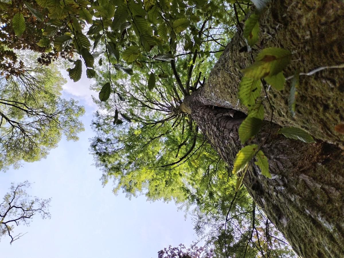 Section image