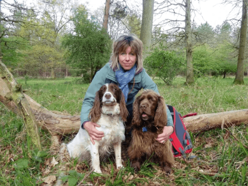 Carolyn dog trainer at CD Dog training Wymondham with spaniels Carolyn dog trainer at CD Dog training Wymondham with spaniels