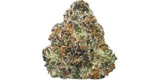 Fook Shorties - Ztopia Fook Shorties - Ztopia