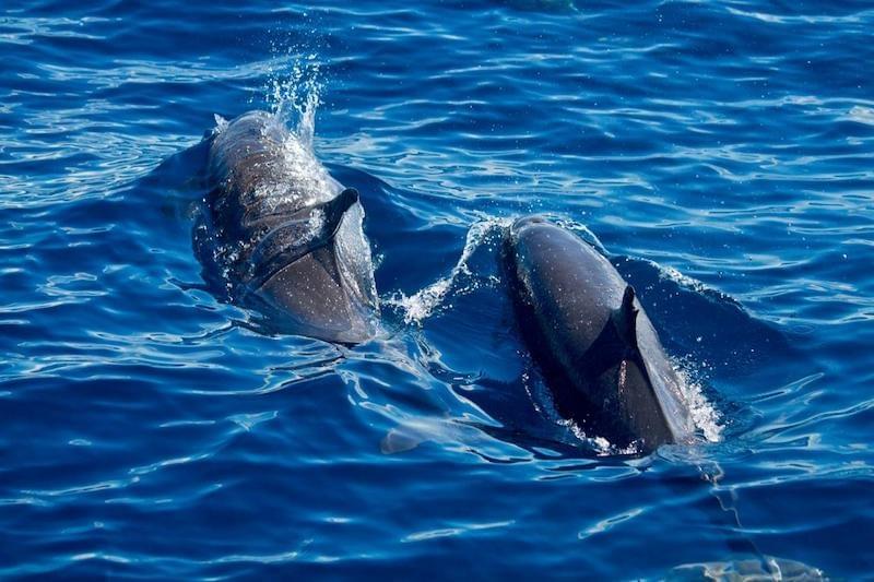 see-dolphins-in-martinique-boat-tour-north see-dolphins-in-martinique-boat-tour-north