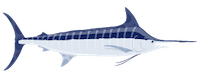 marlin-frais-fume-fournisseur-martinique-antilles-caraibes marlin-frais-fume-fournisseur-martinique-antilles-caraibes