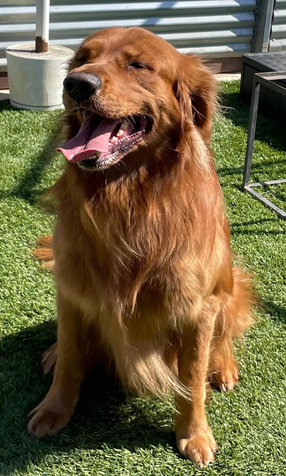 Hopper, registered name Rhett Butler, a dark-red Golden Retriever sitting on grass. Hopper, registered name Rhett Butler, a dark-red Golden Retriever sitting on grass.