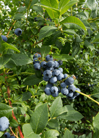 Noon International Sustainable Blueberry Farm Noon International Sustainable Blueberry Farm