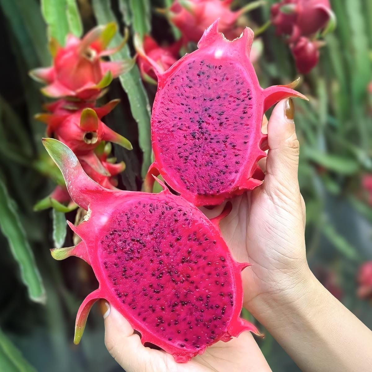 Noon International IQF Frozen Dragonfruit Noon International IQF Frozen Dragonfruit