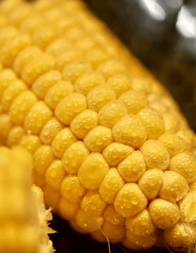 Noon International Midwest Corn Global Supplier Noon International Midwest Corn Global Supplier