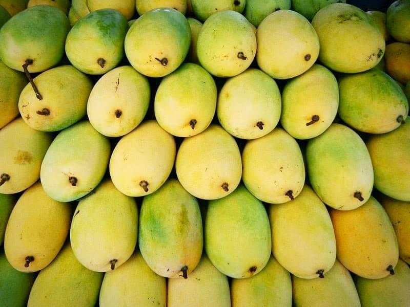 Mangoes in Cambodia Mangoes in Cambodia