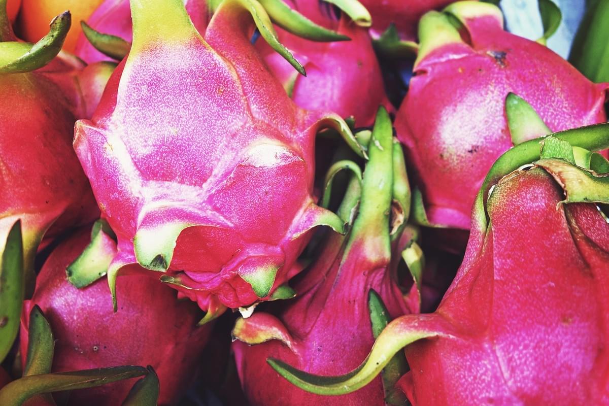 Dragon Fruits in Cambodia Dragon Fruits in Cambodia