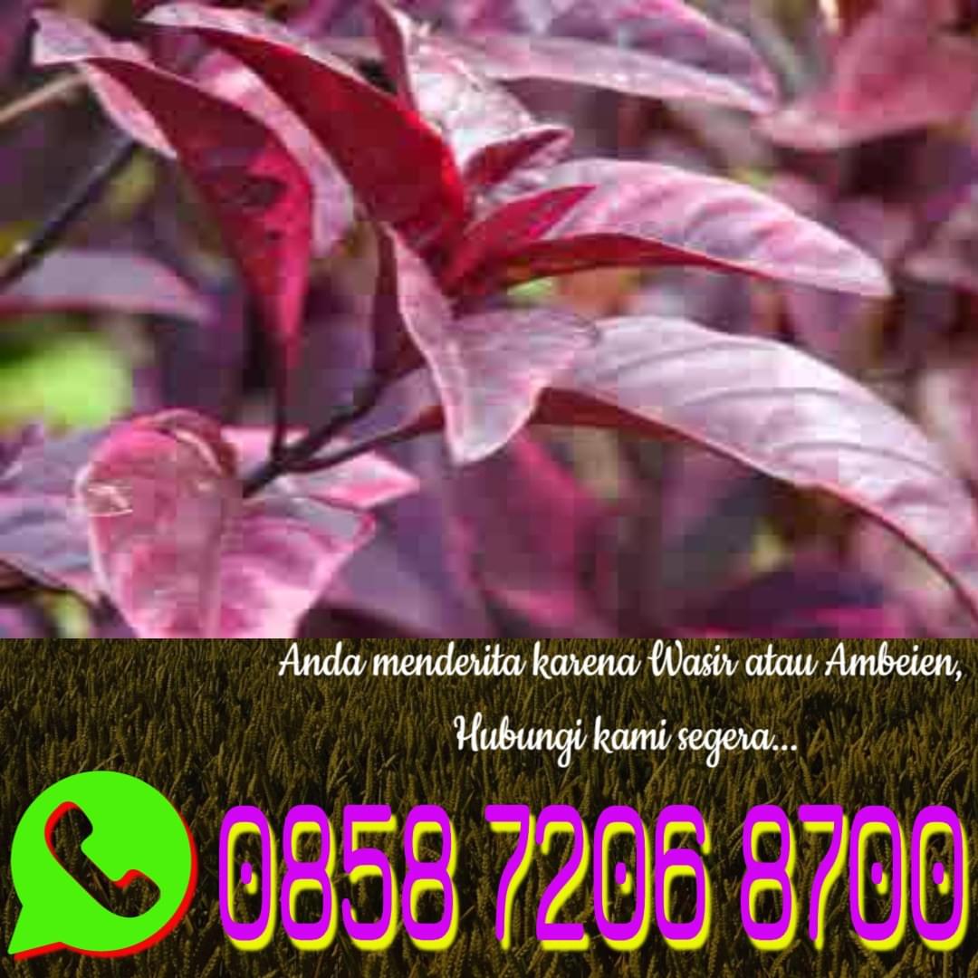 Obat Ambeien Berdarah Tradisional Obat Ambeien Berdarah Tradisional