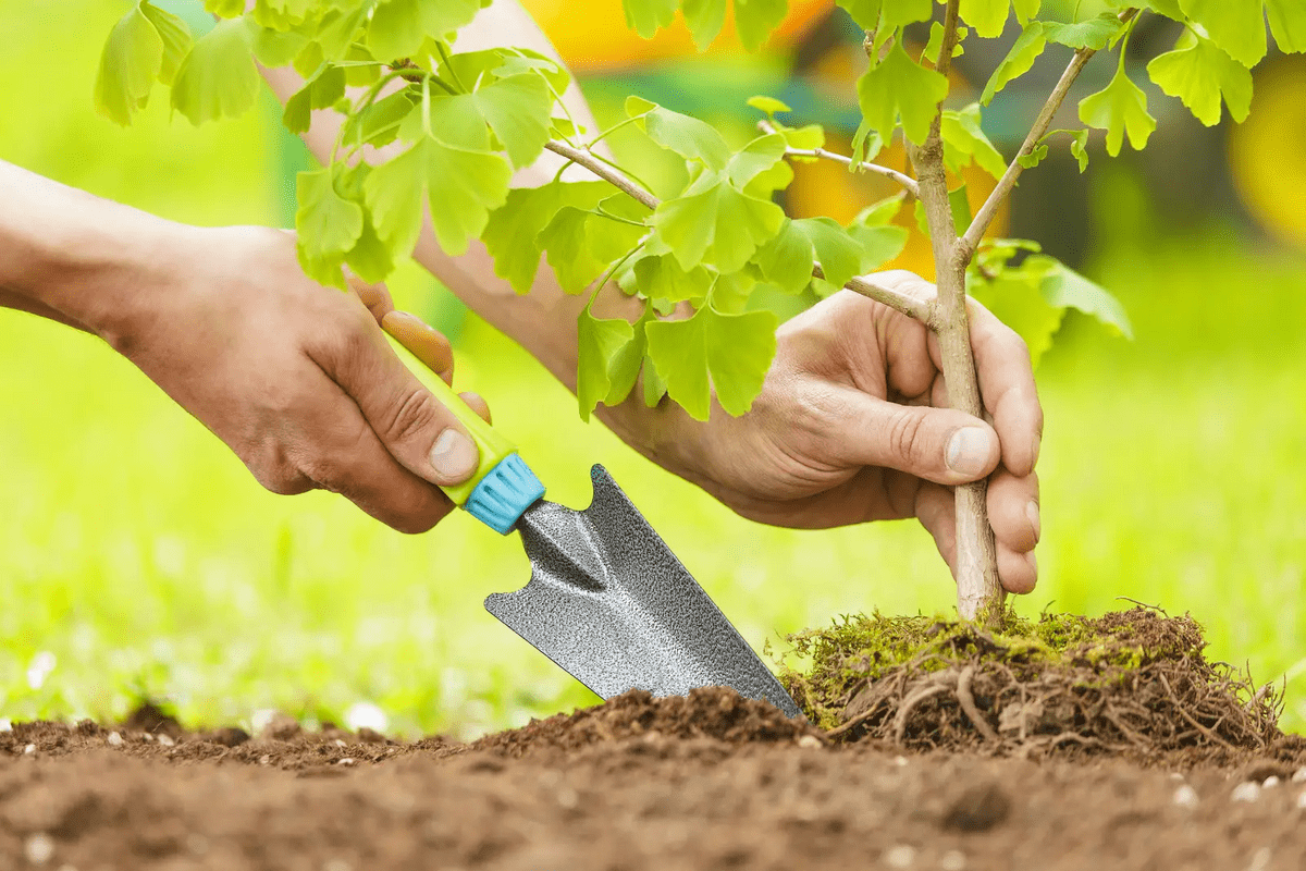 Best Plant Care in Old Lyme, CT. Tree Transplant in New London County, CT. Tree planting Old Lyme, CT. Best Plant Care in Old Lyme, CT. Tree Transplant in New London County, CT. Tree planting Old Lyme, CT.