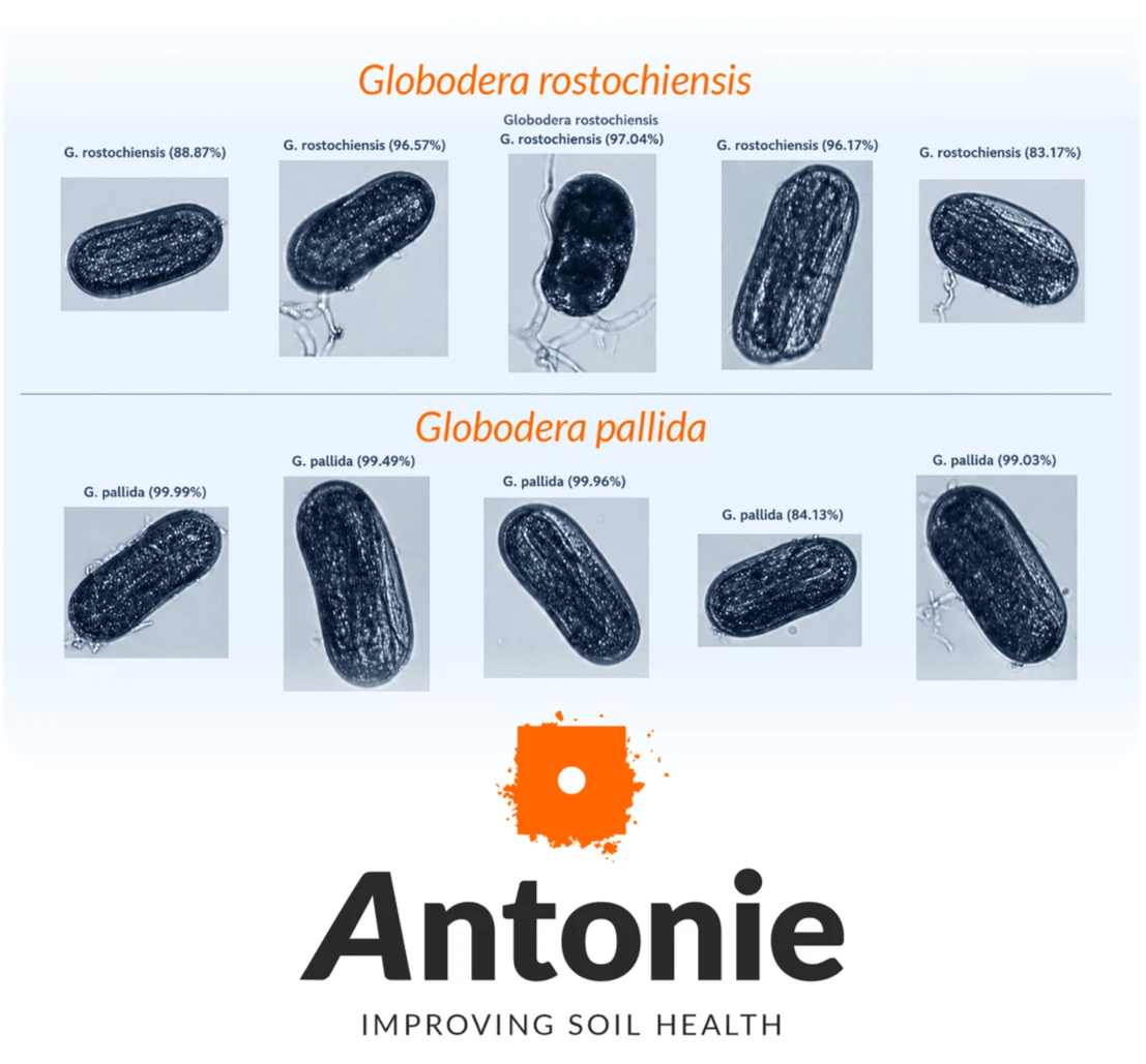 PCN Egg Identification to Species Level | Antonie PCN Egg Identification to Species Level | Antonie