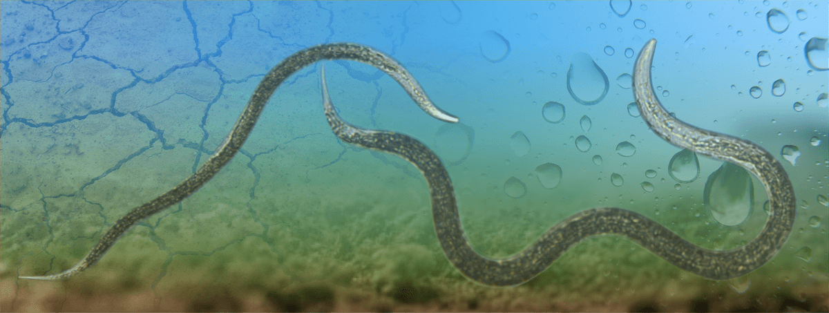Artistieke impressie van een nematode, centraal in Antonie's onderzoek naar bodemgezondheid en biodiversiteit, waarbij nematoden dienen als belangrijke indicatoren van de bodemconditie. Artistieke impressie van een nematode, centraal in Antonie's onderzoek naar bodemgezondheid en biodiversiteit, waarbij nematoden dienen als belangrijke indicatoren van de bodemconditie.