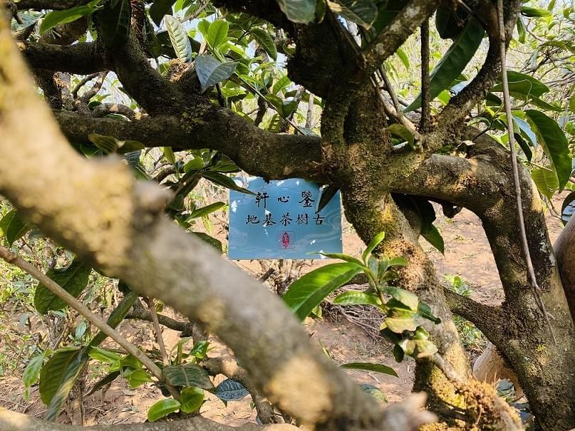 香港鑒心軒 香港鑒心軒