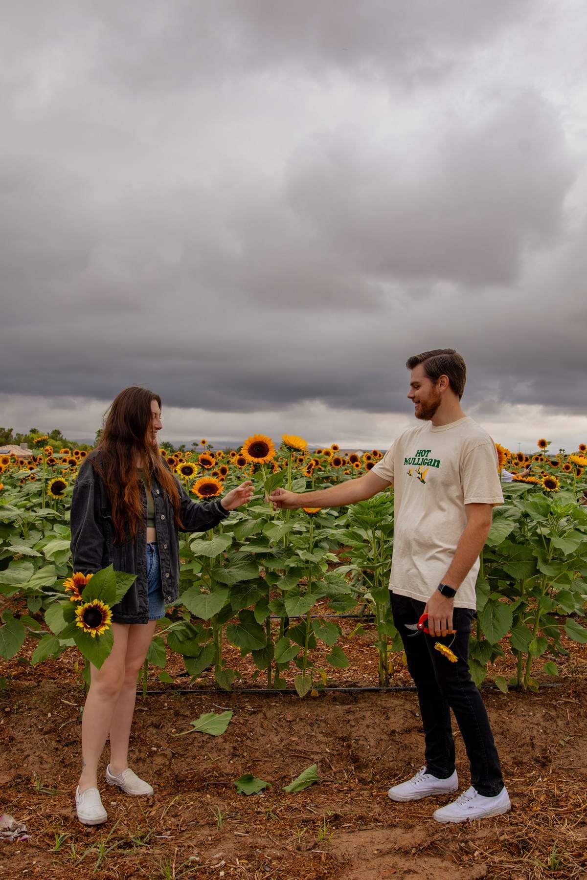 couple plays with sunflowers at Las Vegas orchard couple plays with sunflowers at Las Vegas orchard