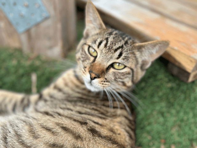 猫と暮らす古民家グランピング【和心村公式】|千葉富津・東京から1時間|サウナ&カフェも完備 千葉県富津市の豊かな自然に囲まれた和心村は、東京から車でわずか1時間、「人と動物と自然が調和する共生の村」をコンセプトにした唯一無二のグランピング 猫と暮らす古民家グランピング【和心村公式】|千葉富津・東京から1時間|サウナ&カフェも完備 千葉県富津市の豊かな自然に囲まれた和心村は、東京から車でわずか1時間、「人と動物と自然が調和する共生の村」をコンセプトにした唯一無二のグランピング