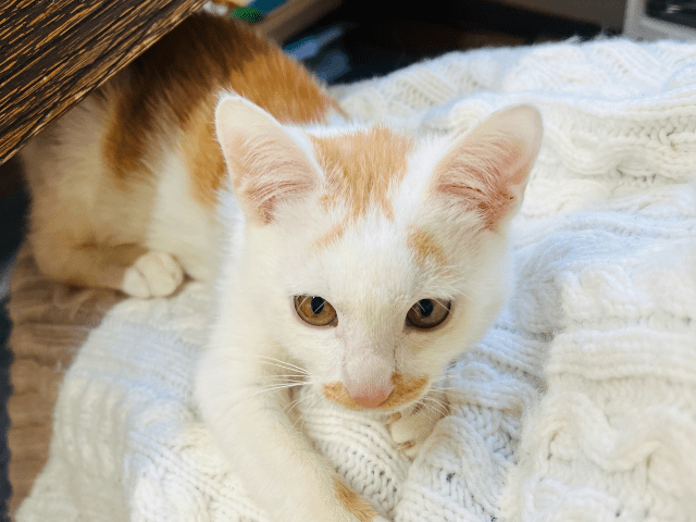 猫と暮らす古民家グランピング【和心村公式】|千葉富津・東京から1時間|サウナ&カフェも完備 千葉県富津市の豊かな自然に囲まれた和心村は、東京から車でわずか1時間、「人と動物と自然が調和する共生の村」をコンセプトにした唯一無二のグランピング 猫と暮らす古民家グランピング【和心村公式】|千葉富津・東京から1時間|サウナ&カフェも完備 千葉県富津市の豊かな自然に囲まれた和心村は、東京から車でわずか1時間、「人と動物と自然が調和する共生の村」をコンセプトにした唯一無二のグランピング