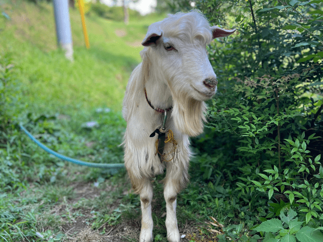 猫と暮らす古民家グランピング【和心村公式】|千葉富津・東京から1時間|サウナ&カフェも完備 千葉県富津市の豊かな自然に囲まれた和心村は、東京から車でわずか1時間、「人と動物と自然が調和する共生の村」をコンセプトにした唯一無二のグランピング 猫と暮らす古民家グランピング【和心村公式】|千葉富津・東京から1時間|サウナ&カフェも完備 千葉県富津市の豊かな自然に囲まれた和心村は、東京から車でわずか1時間、「人と動物と自然が調和する共生の村」をコンセプトにした唯一無二のグランピング
