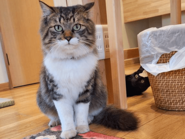 猫と暮らす古民家グランピング【和心村公式】|千葉富津・東京から1時間|サウナ&カフェも完備 千葉県富津市の豊かな自然に囲まれた和心村は、東京から車でわずか1時間、「人と動物と自然が調和する共生の村」をコンセプトにした唯一無二のグランピング 猫と暮らす古民家グランピング【和心村公式】|千葉富津・東京から1時間|サウナ&カフェも完備 千葉県富津市の豊かな自然に囲まれた和心村は、東京から車でわずか1時間、「人と動物と自然が調和する共生の村」をコンセプトにした唯一無二のグランピング