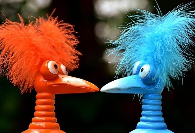 a red orange and blue bird looking at each other a red orange and blue bird looking at each other