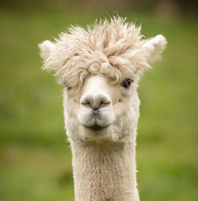 an alpaca an alpaca