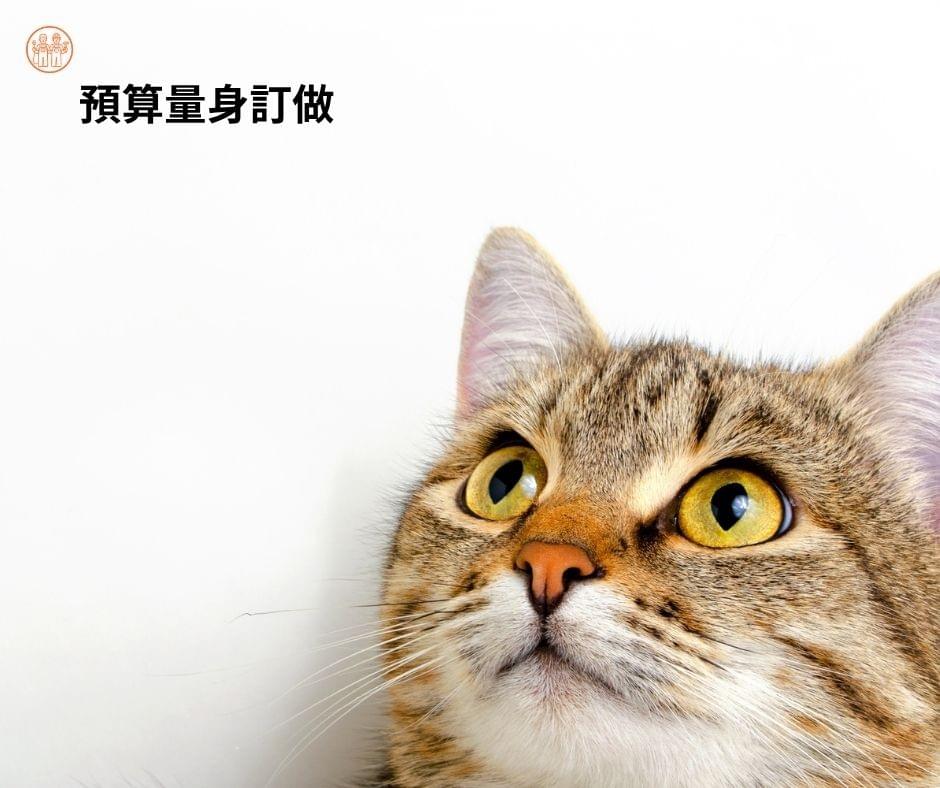 貓格柵和貓跳板的預算是量身訂做 貓格柵和貓跳板的預算是量身訂做