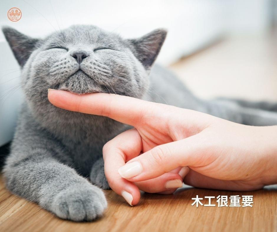 專業木工才能做好貓格柵和貓跳板 專業木工才能做好貓格柵和貓跳板