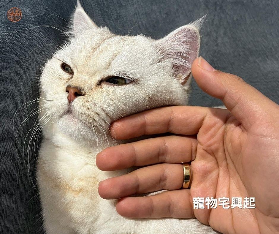 高雄寵物宅興起|養貓家庭重視木工設計需求 高雄寵物宅興起|養貓家庭重視木工設計需求