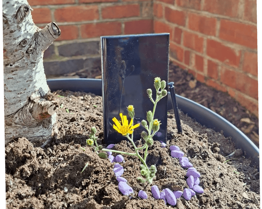 A small yellow flower growing in a pot of soil, surrounded by a ring of purple stones. Behind the flower, a black smartphone is placed upright in the soil, partially buried. A tree trunk sits to the left and a brick wall forms the background A small yellow flower growing in a pot of soil, surrounded by a ring of purple stones. Behind the flower, a black smartphone is placed upright in the soil, partially buried. A tree trunk sits to the left and a brick wall forms the background