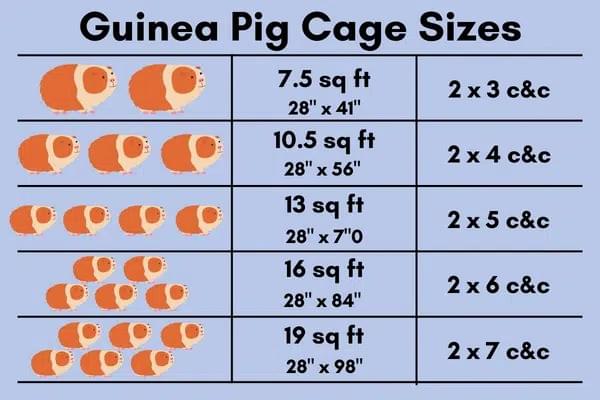 Your support helps us rescue and rehome guinea pigs in need. Welcome to Wheekwood Sanctuary Guinea Pig rescue and rehoming Your support helps us rescue and rehome guinea pigs in need. Welcome to Wheekwood Sanctuary Guinea Pig rescue and rehoming
