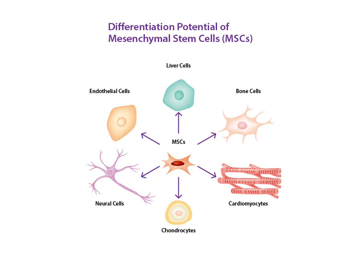 間充質幹細胞治療 間充質幹細胞治療