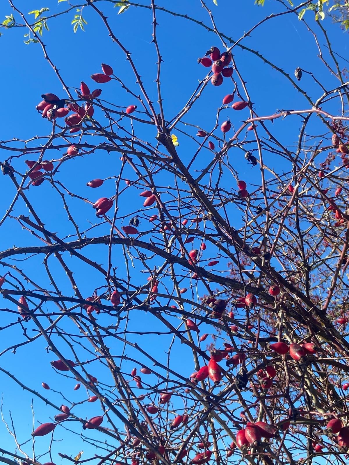 INSCRIPTIONS OUVERTES : Retraite Détox de Printemps Ardennes Vendredi 27 au 29 mars